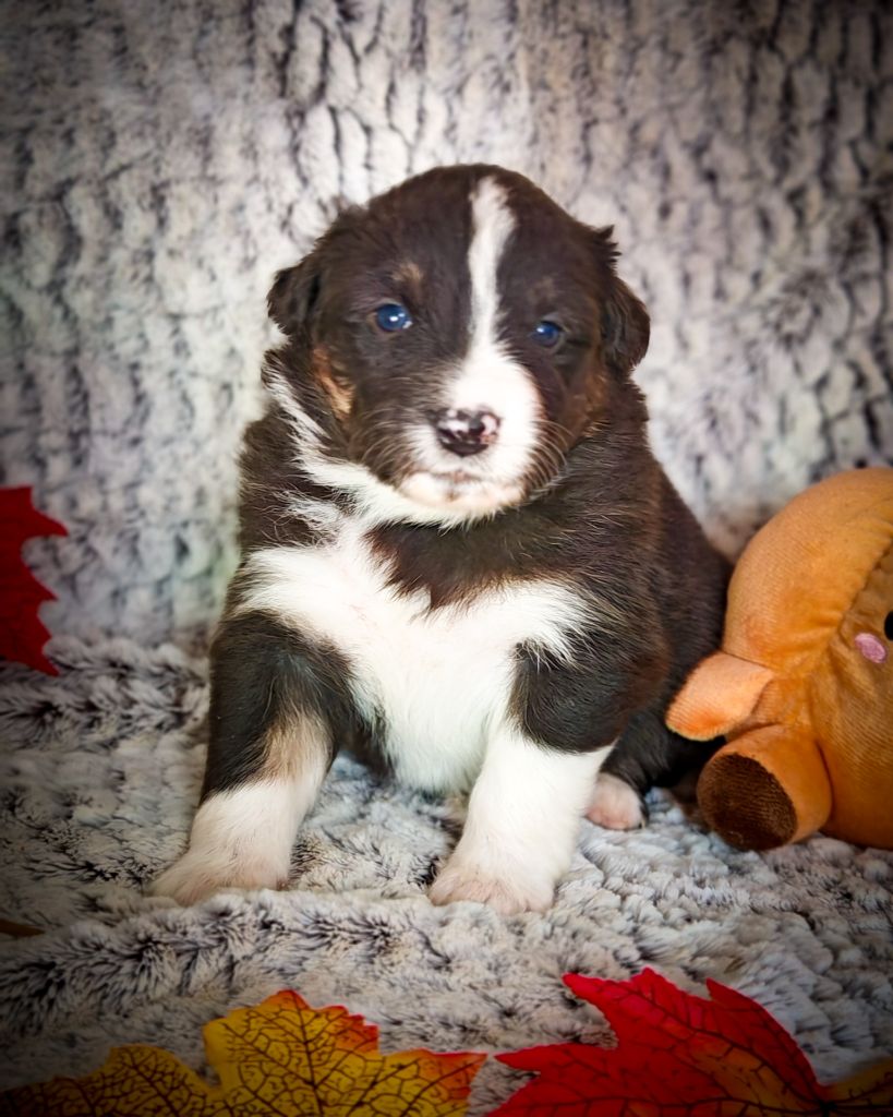 Illuyankas - Chiots disponibles - Berger Australien