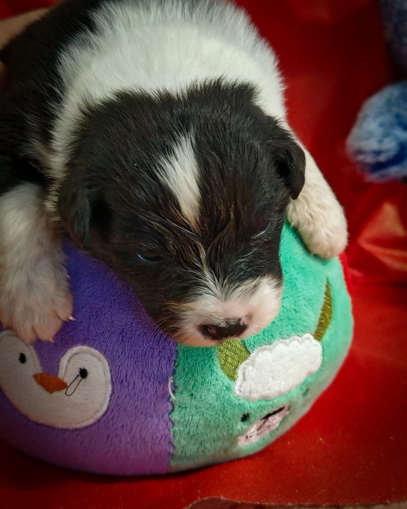 Illuyankas - Chiots disponibles - Berger Australien