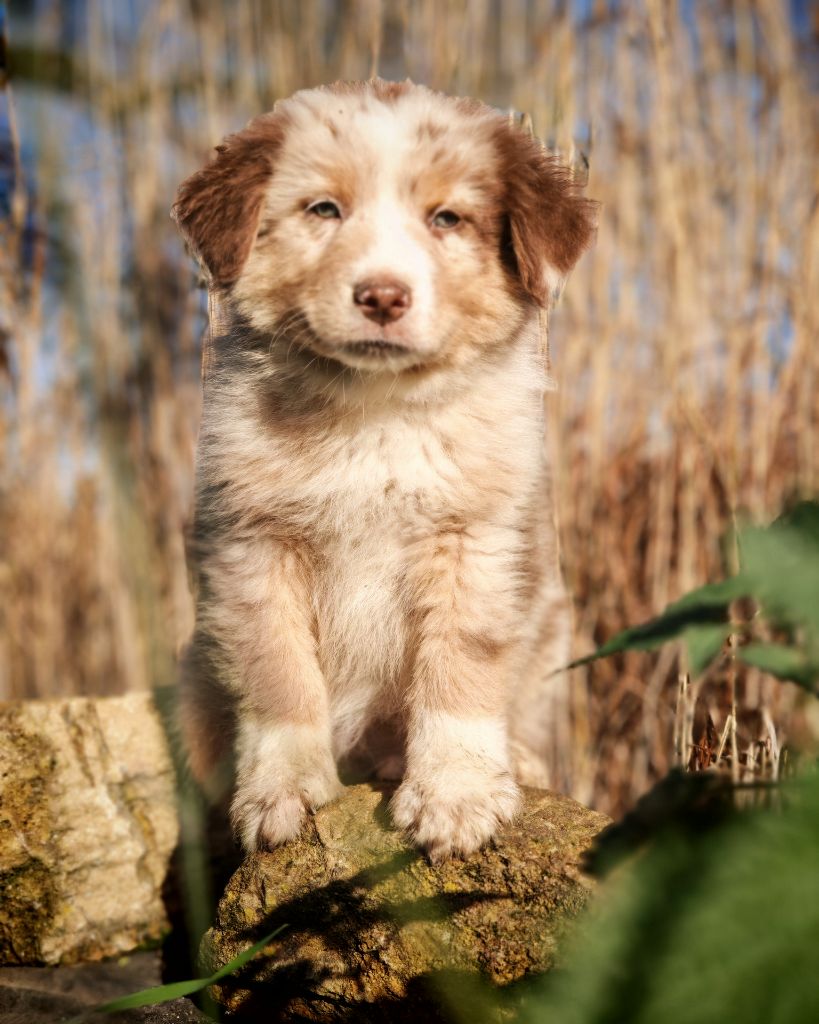 Illuyankas - Chiots disponibles - Berger Australien