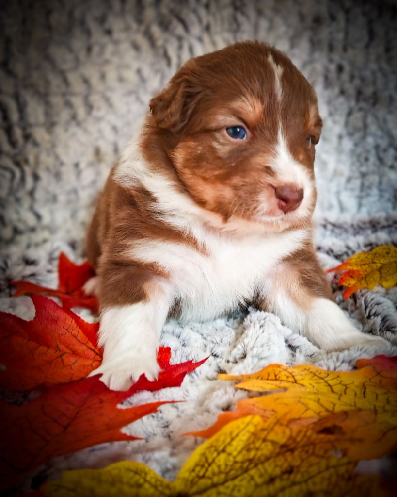 Illuyankas - Chiots disponibles - Berger Australien