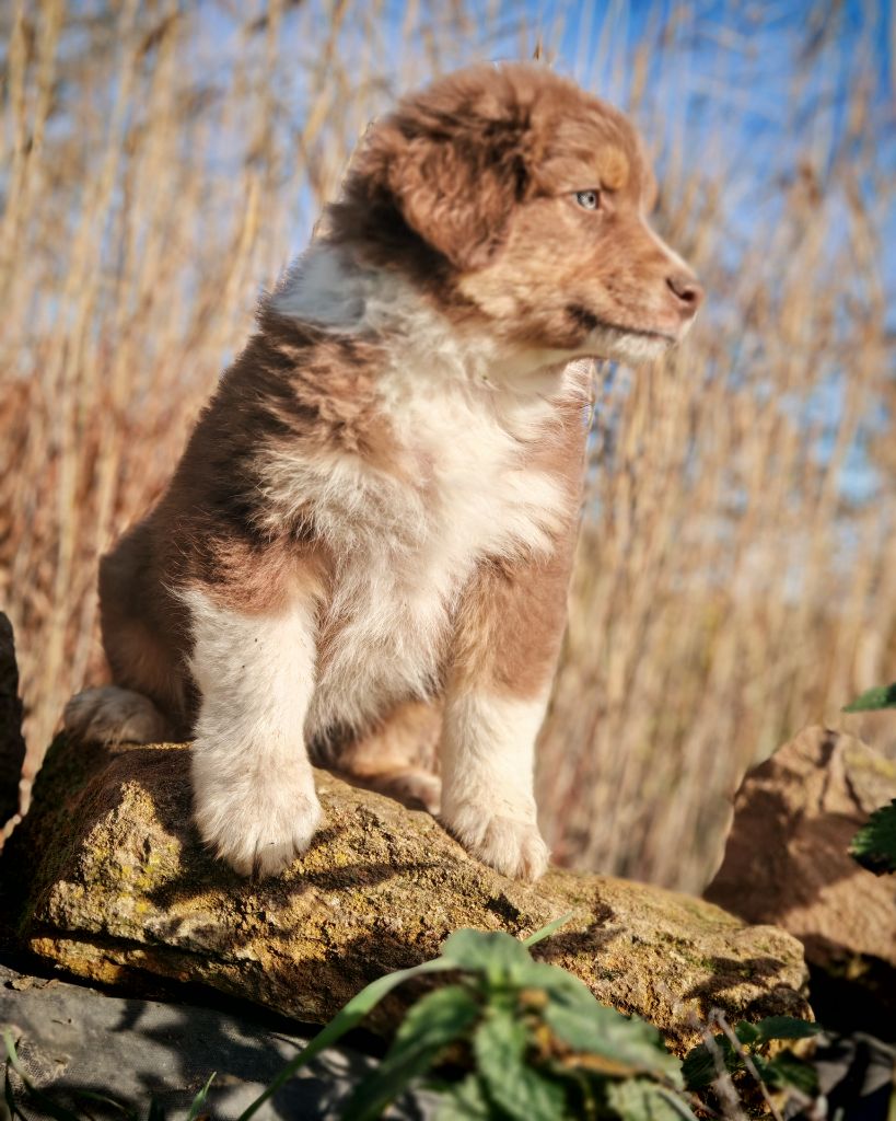 Illuyankas - Chiots disponibles - Berger Australien