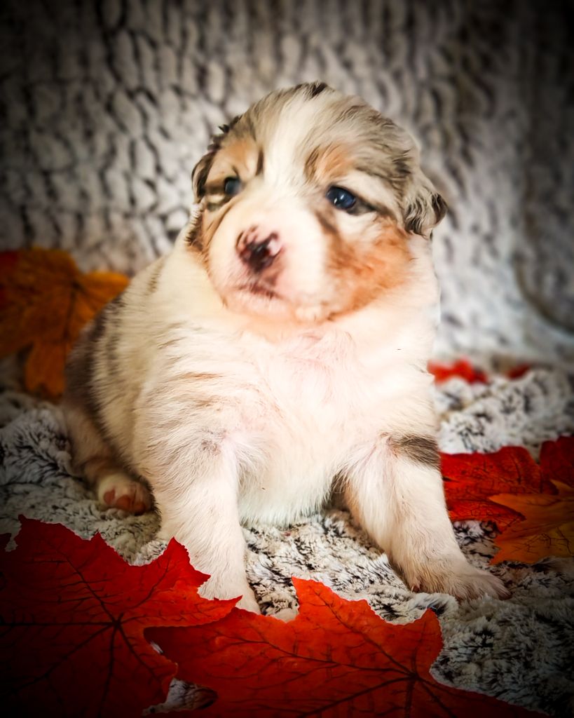 Illuyankas - Chiots disponibles - Berger Australien