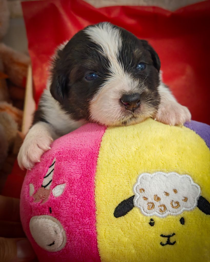 Illuyankas - Chiots disponibles - Berger Australien