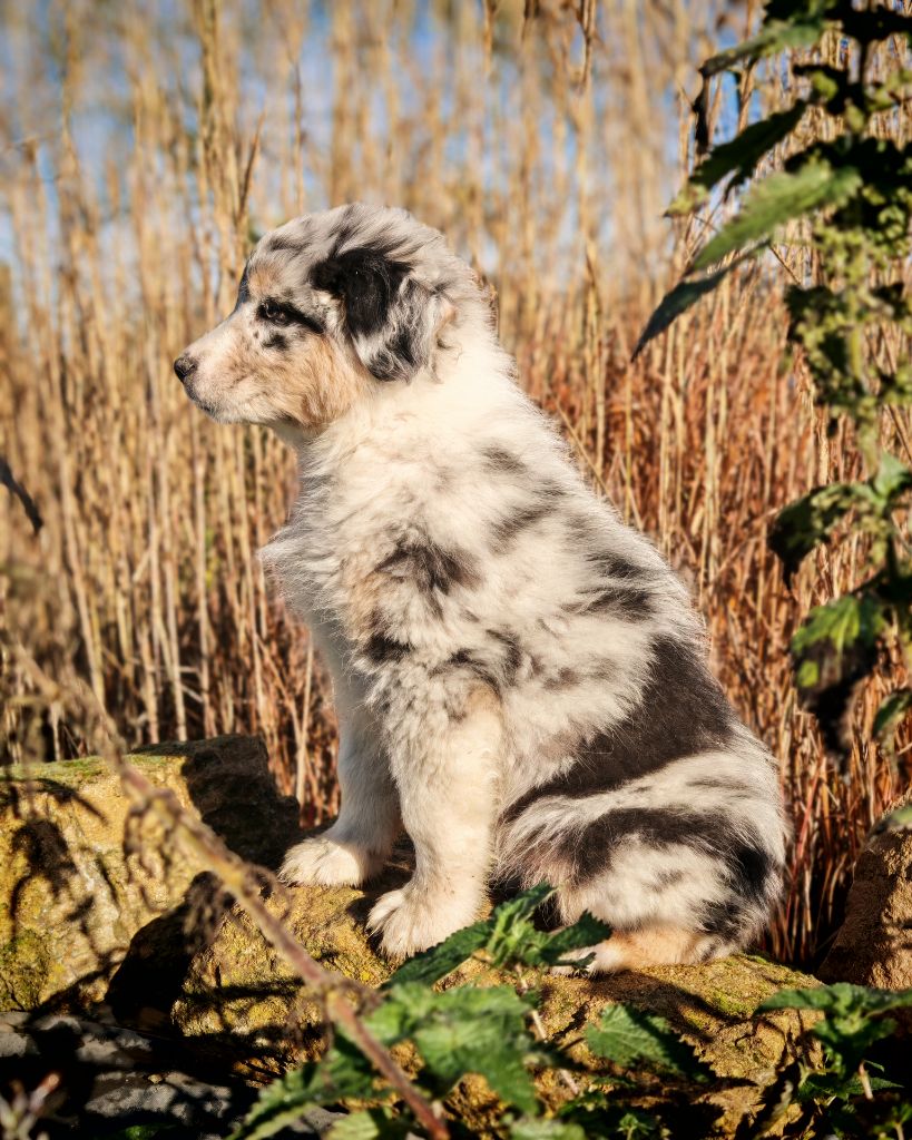 Illuyankas - Chiots disponibles - Berger Australien