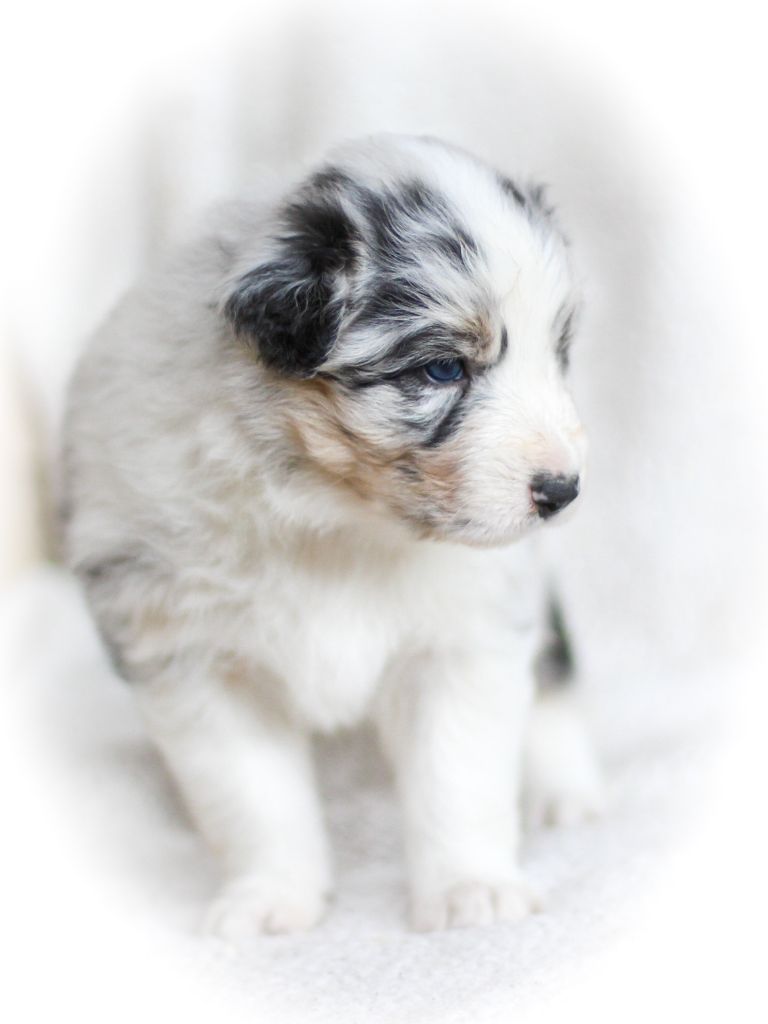 Illuyankas - Berger Australien - Portée née le 26/08/2024