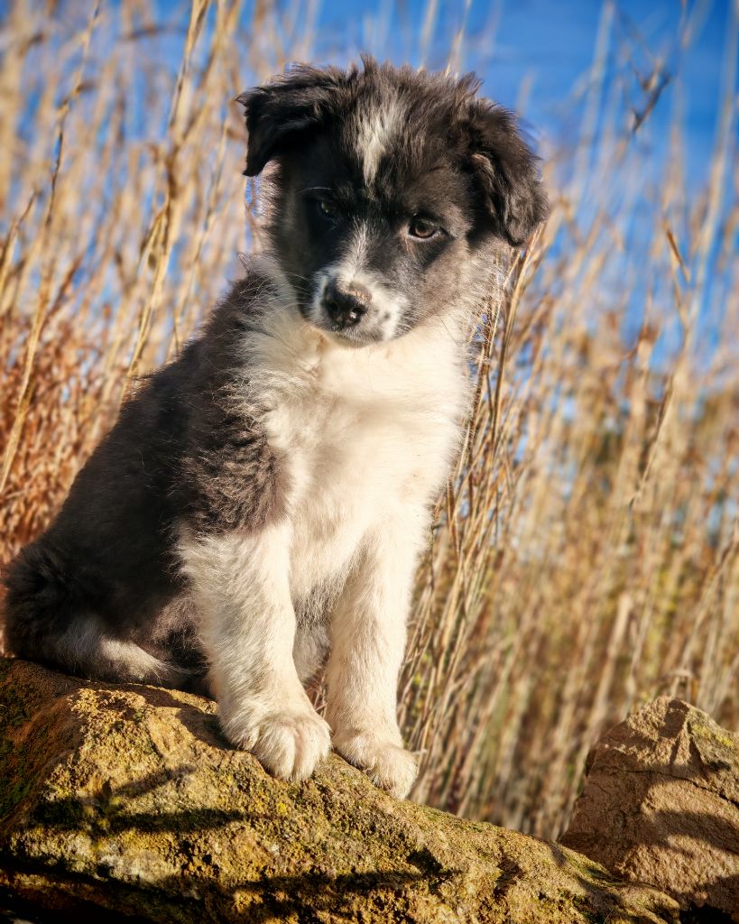 Illuyankas - Chiots disponibles - Berger Australien