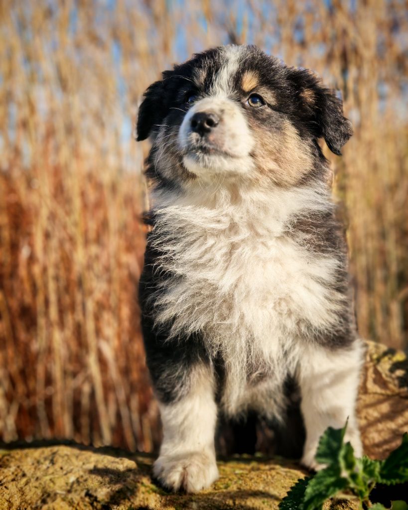 Illuyankas - Chiots disponibles - Berger Australien