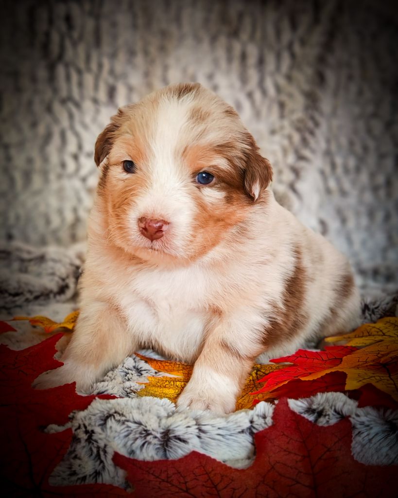 Illuyankas - Chiots disponibles - Berger Australien