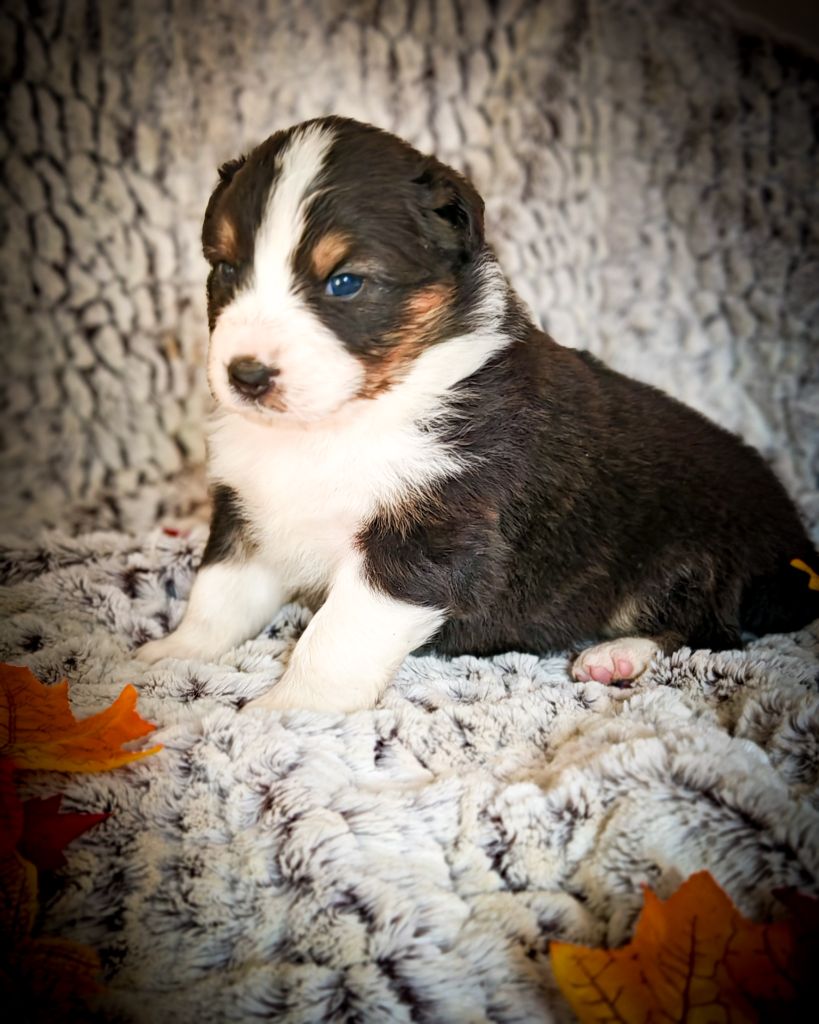 Illuyankas - Chiots disponibles - Berger Australien