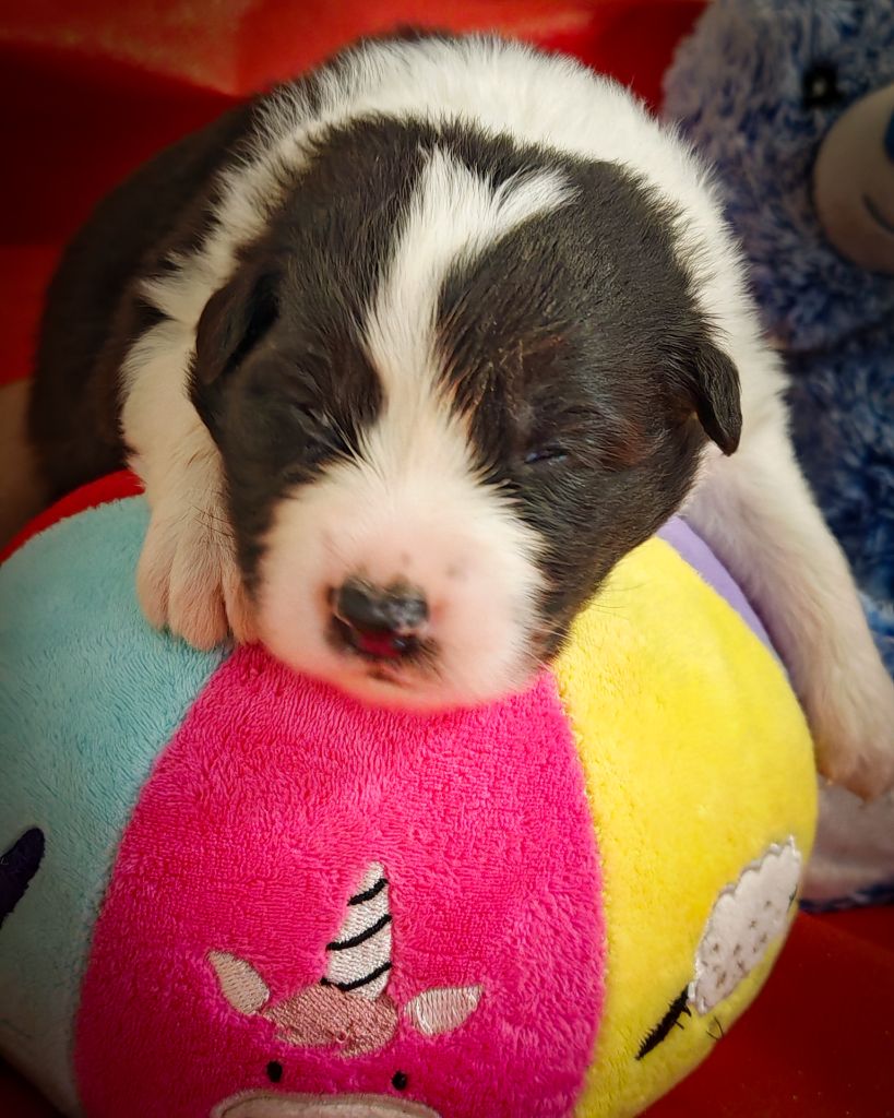 Illuyankas - Chiots disponibles - Berger Australien