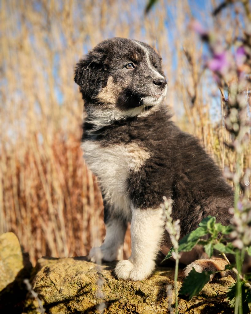 Illuyankas - Chiots disponibles - Berger Australien