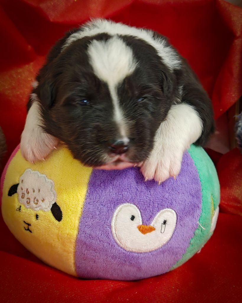 Illuyankas - Chiots disponibles - Berger Australien