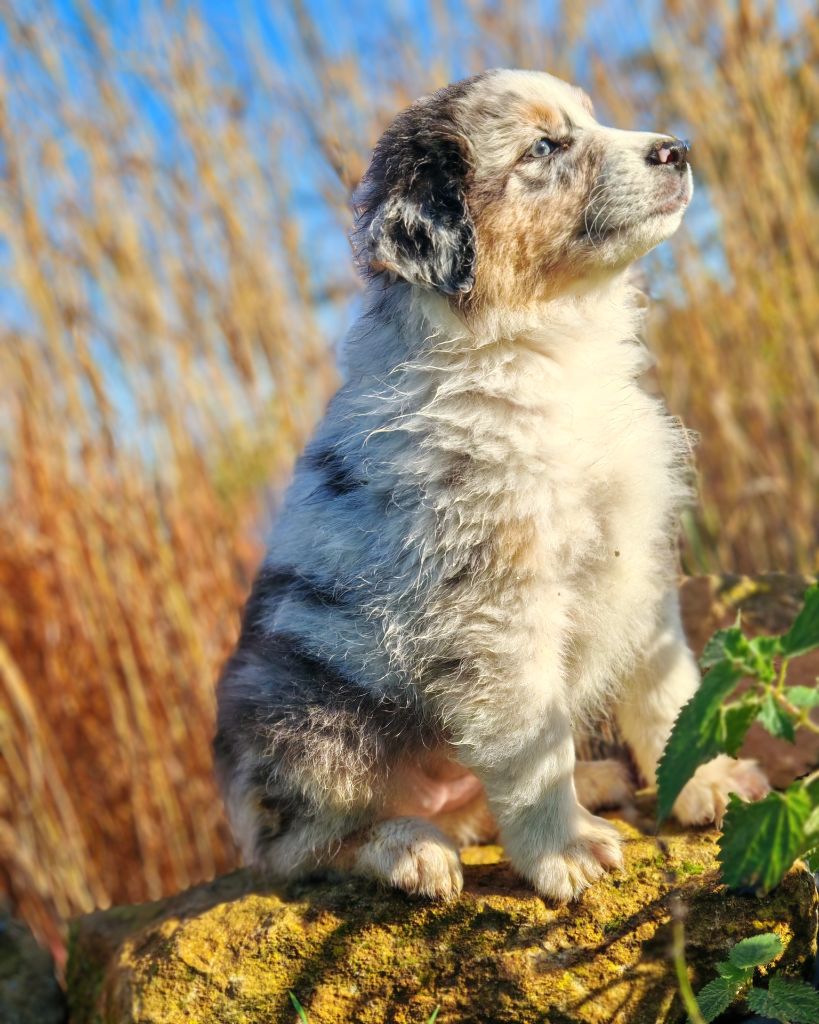 Illuyankas - Chiots disponibles - Berger Australien