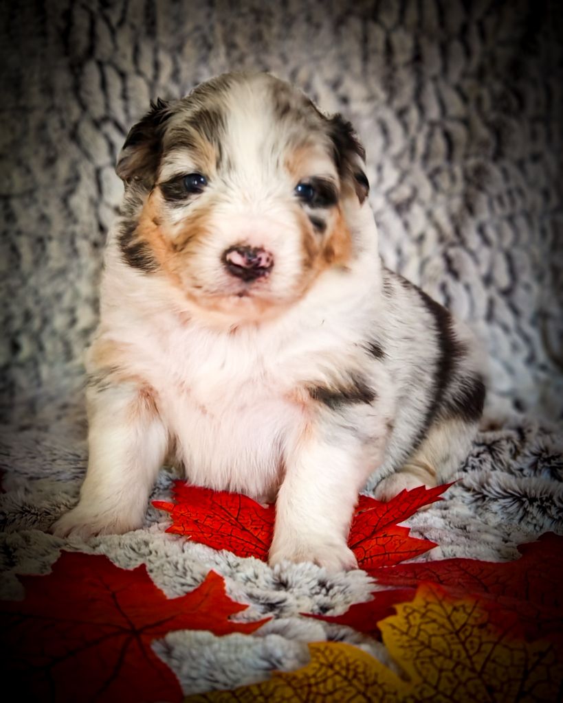 Illuyankas - Chiots disponibles - Berger Australien