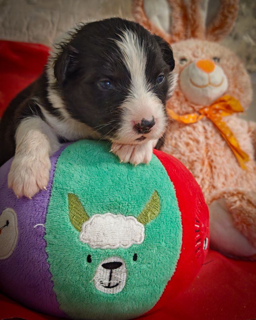 Illuyankas - Chiots disponibles - Berger Australien