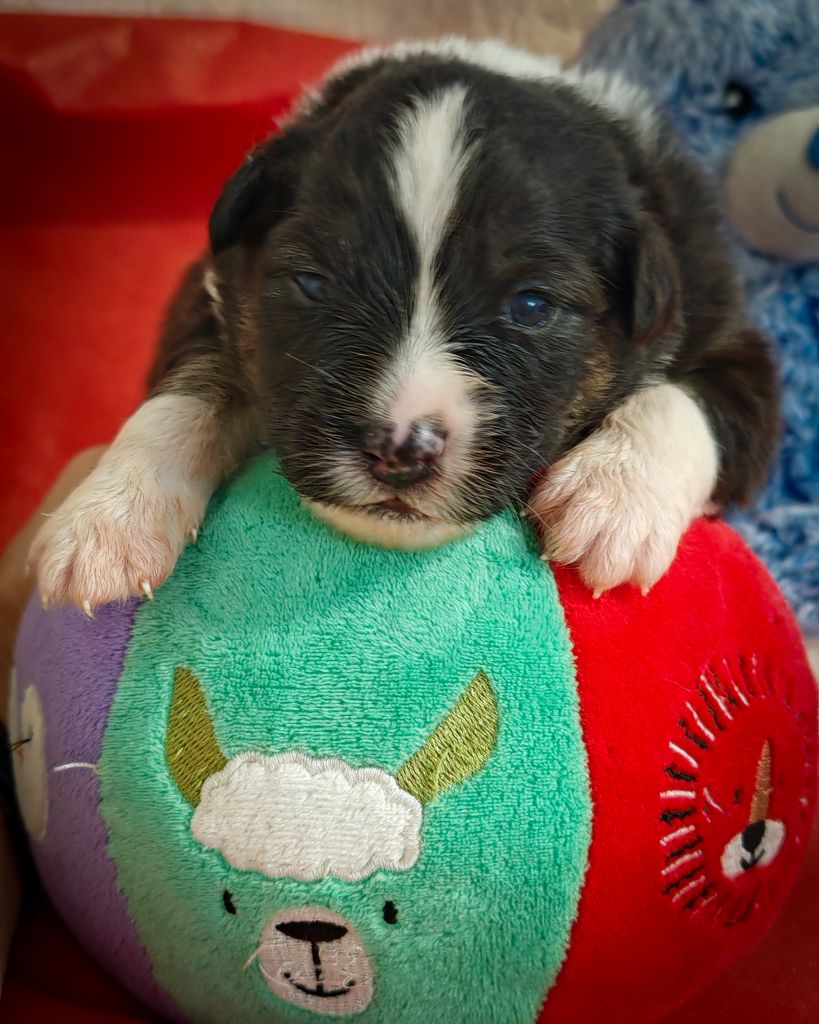 Illuyankas - Chiots disponibles - Berger Australien