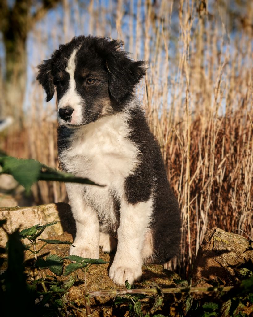 Illuyankas - Chiots disponibles - Berger Australien