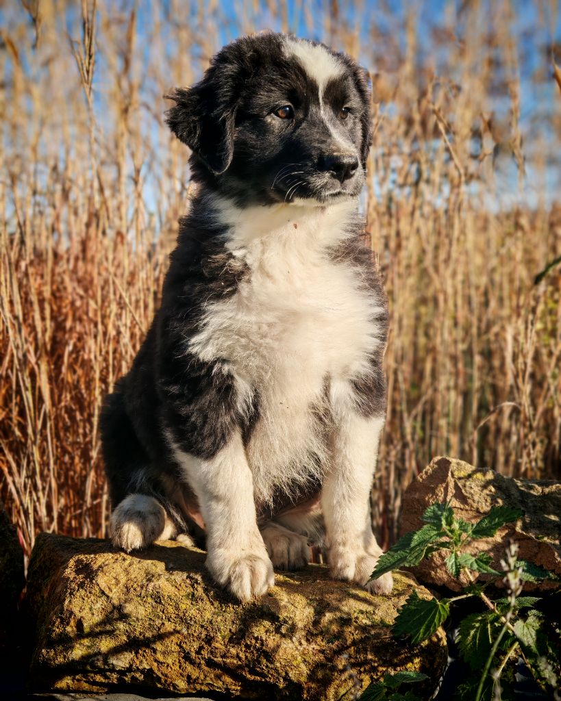 Illuyankas - Chiots disponibles - Berger Australien